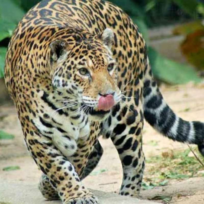 GoEco Costa Rica - Jaguar Research and Conservation