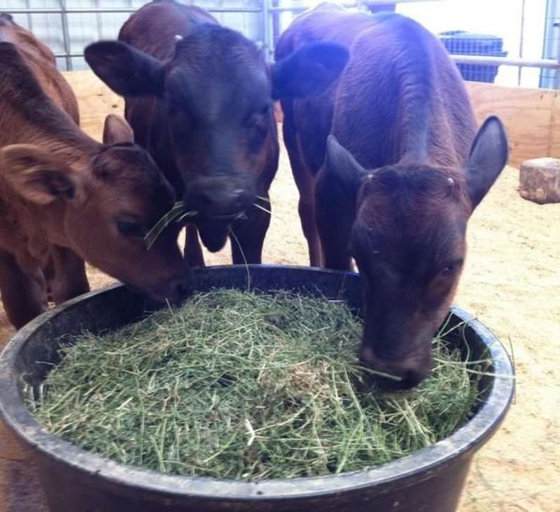 Volunteer in Animal Care