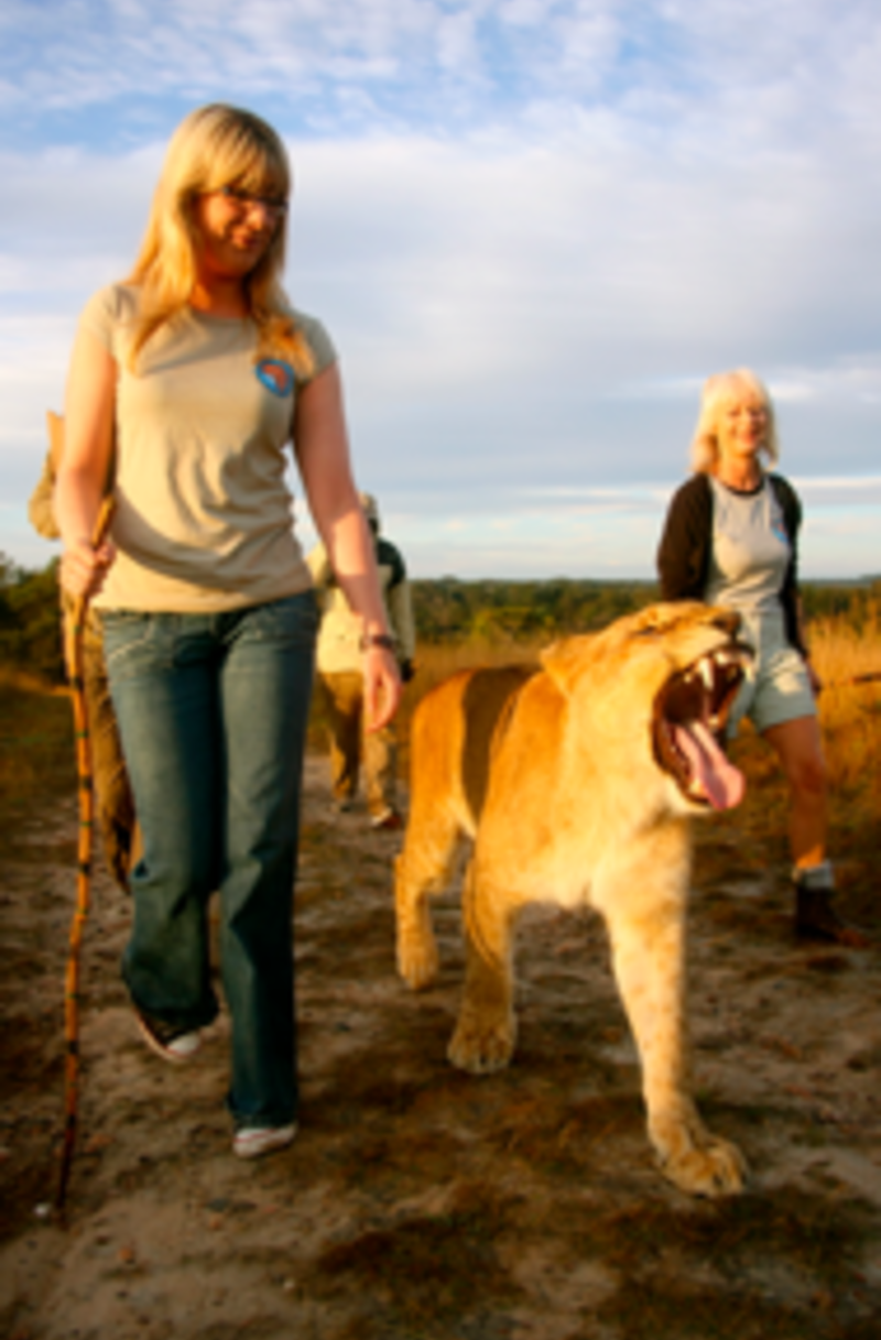 Lion, Elephant and Wildlife Conservation in Zimbabwe — photo 4