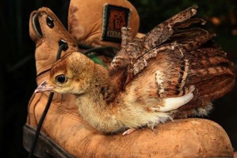 An image of a baby peacock