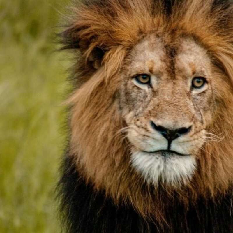 GoEco - 50+ VolunTour - Big 5 Conservation & Kruger Safari