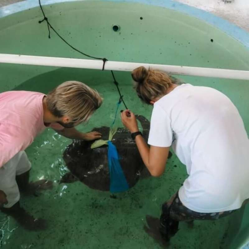 GoEco Maldives - Sea Turtle Conservation