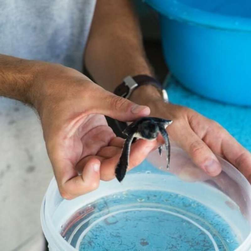 GoEco Maldives - Sea Turtle Conservation