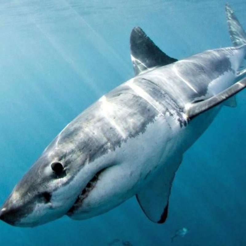 South Africa - Great White Shark Conservation
