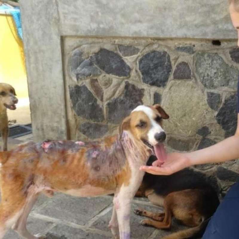 GoEco Sri Lanka - Dog Care and Veterinary Assistance