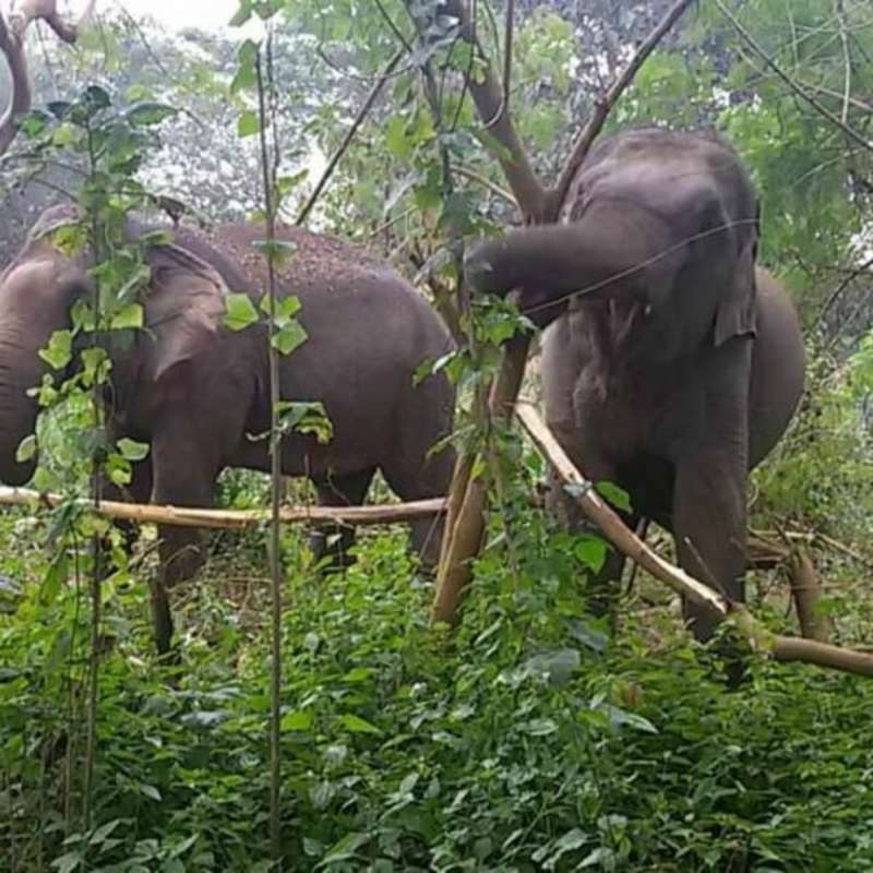 GoEco Thailand - Elephant Forest Refuge