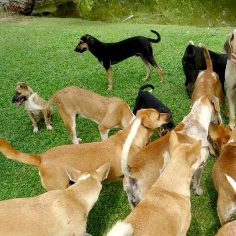 GoEco Sri Lanka - Dog Care and Veterinary Assistance