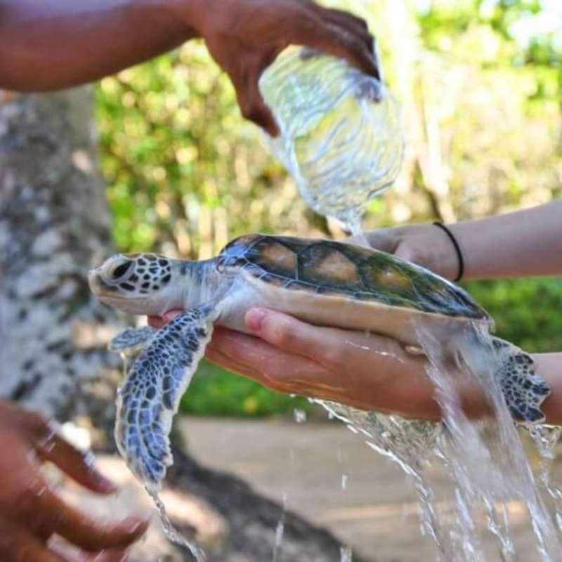 GoEco Sri Lanka - Sea Turtle Rescue and Rehabilitation