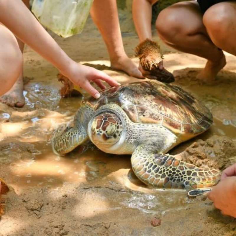 GoEco Sri Lanka - Sea Turtle Rescue and Rehabilitation