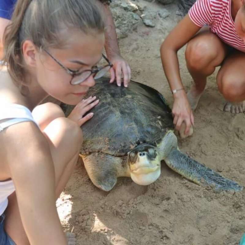GoEco Sri Lanka - Sea Turtle Rescue and Rehabilitation