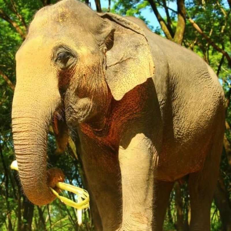 GoEco Thailand - Elephant Forest Refuge