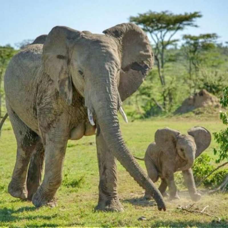 GoEco Kenya - Teaching, Maasai Mara & Beach Road Trip