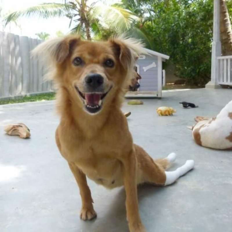 GoEco Sri Lanka - Dog Care and Veterinary Assistance