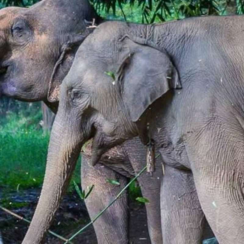 GoEco Thailand - Elephant Forest Refuge