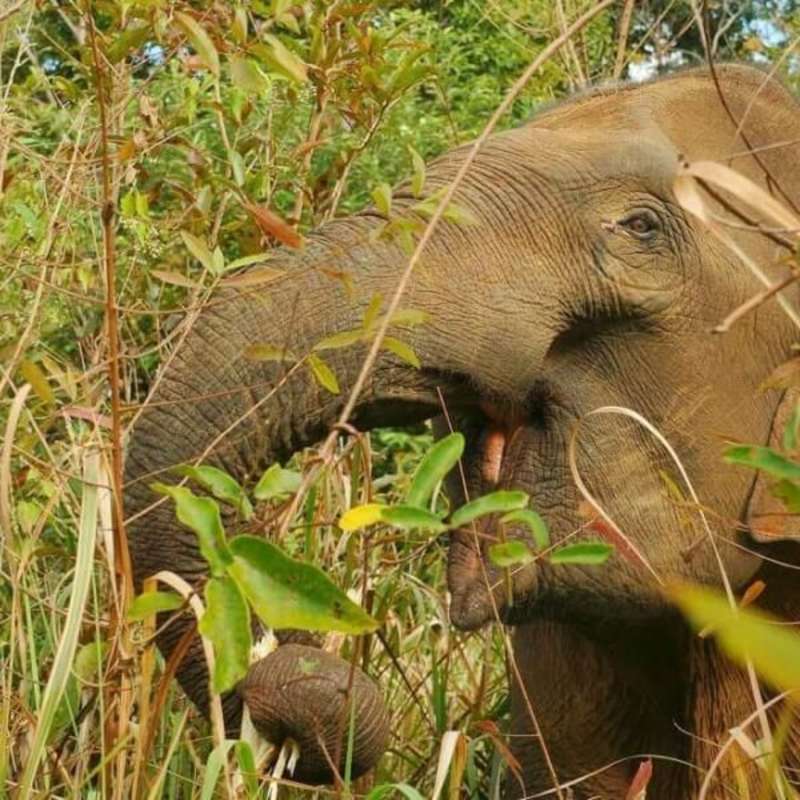 GoEco Thailand - Elephant Forest Refuge