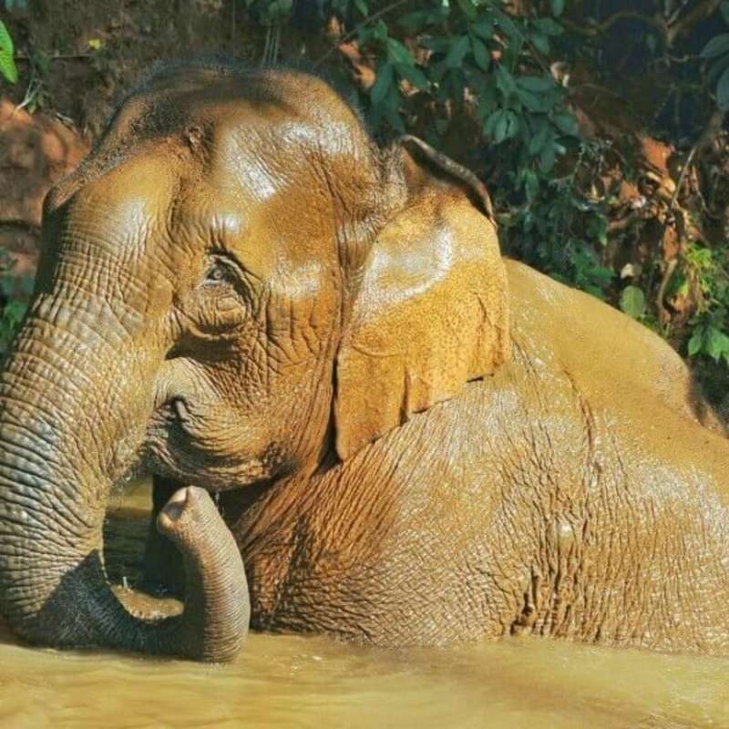 GoEco - Elephant Forest Refuge