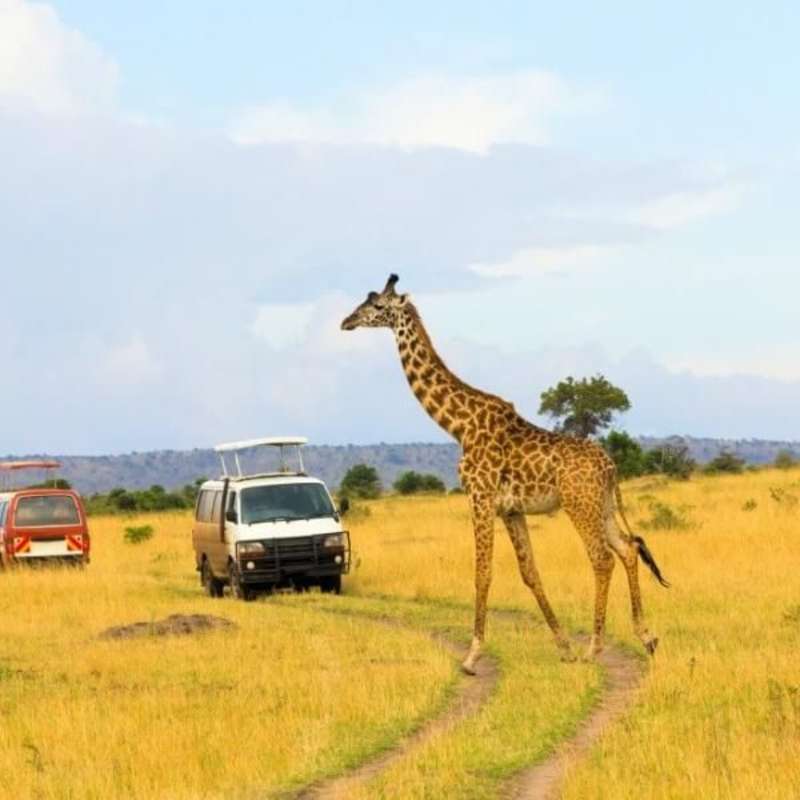 GoEco Kenya - Teaching, Maasai Mara & Beach Road Trip