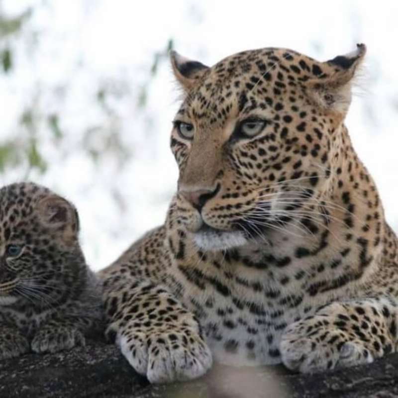 GoEco Kenya - Teaching, Maasai Mara & Beach Road Trip