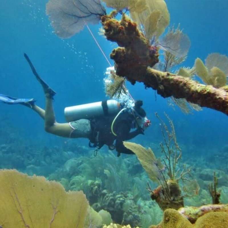 GoEco Mexico - Diving for Marine Conservation
