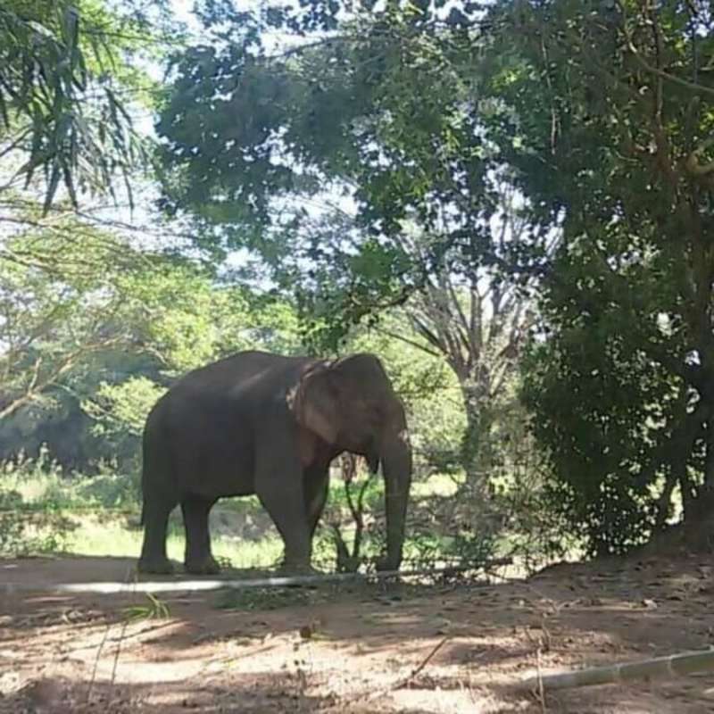 GoEco Thailand - Elephant Forest Refuge