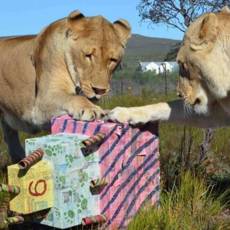 GoEco - Big Cats Rescue Sanctuary