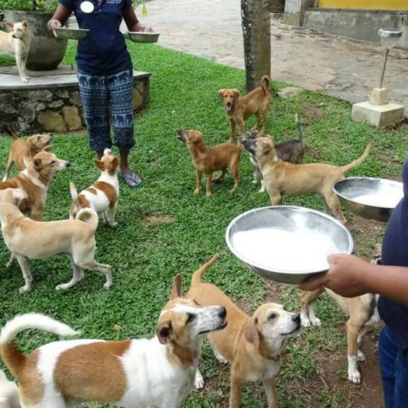 GoEco Sri Lanka - Dog Care and Veterinary Assistance