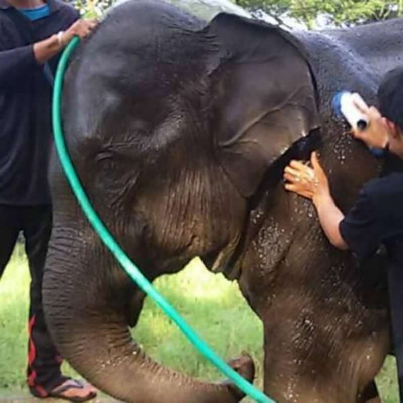 GoEco Thailand - Elephant Forest Refuge