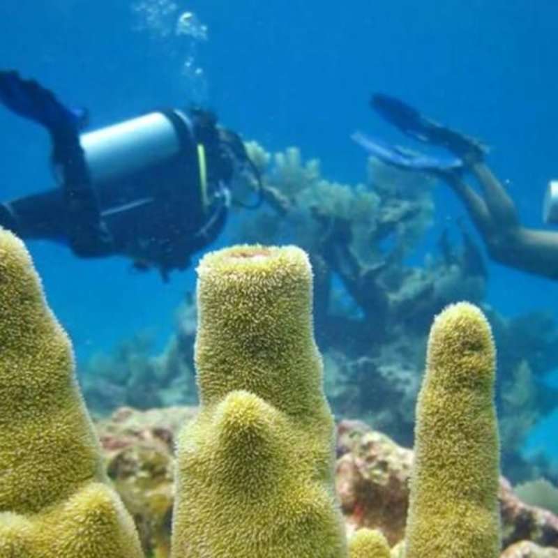 GoEco Mexico - Diving for Marine Conservation