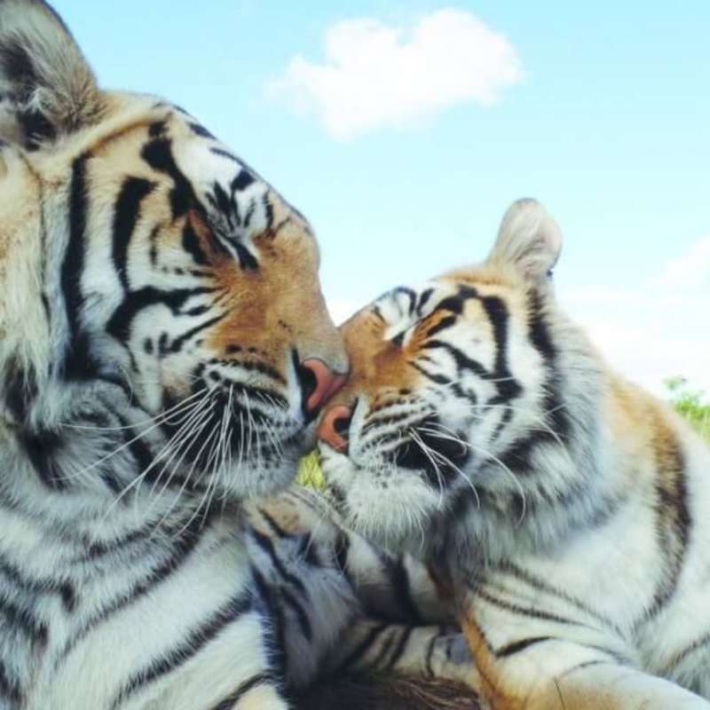 GoEco - Big Cats Rescue Sanctuary