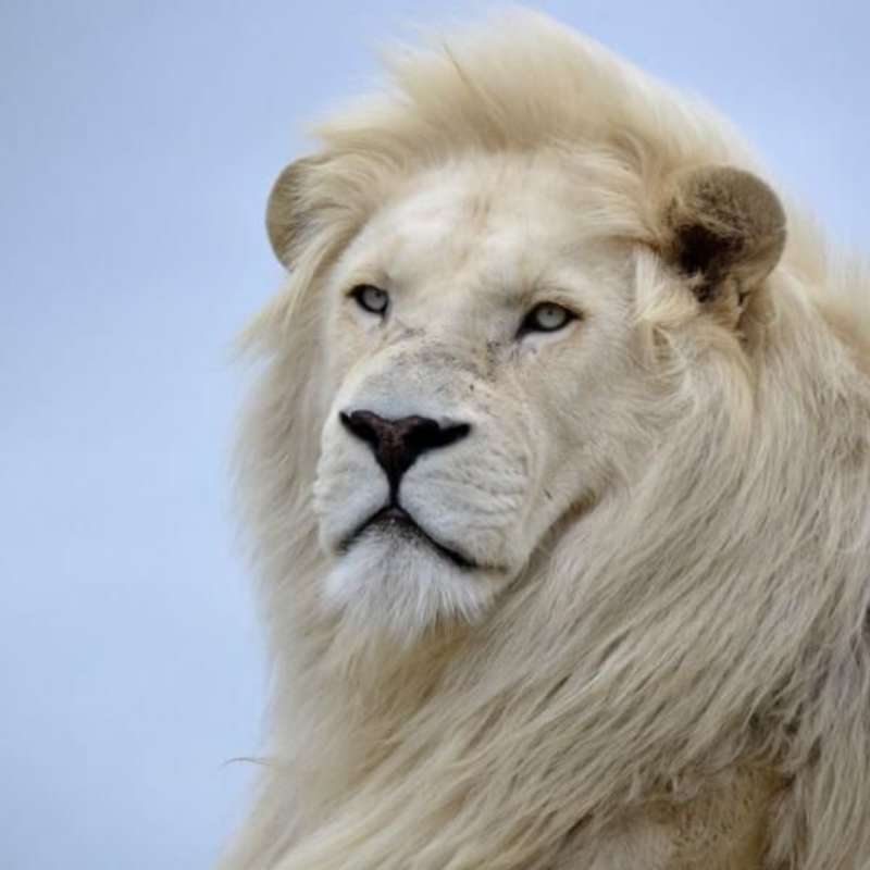 GoEco - Big Cats Rescue Sanctuary