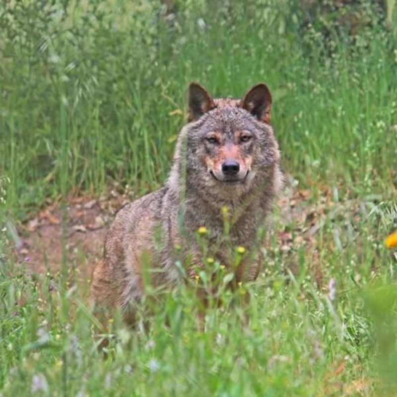 Portugal - Wolf Conservation and Lisbon Experience