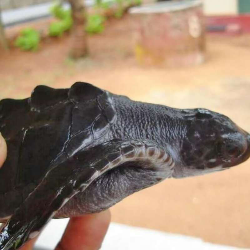 GoEco Sri Lanka - Sea Turtle Rescue and Rehabilitation