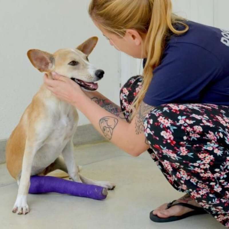 GoEco Sri Lanka - Dog Care and Veterinary Assistance