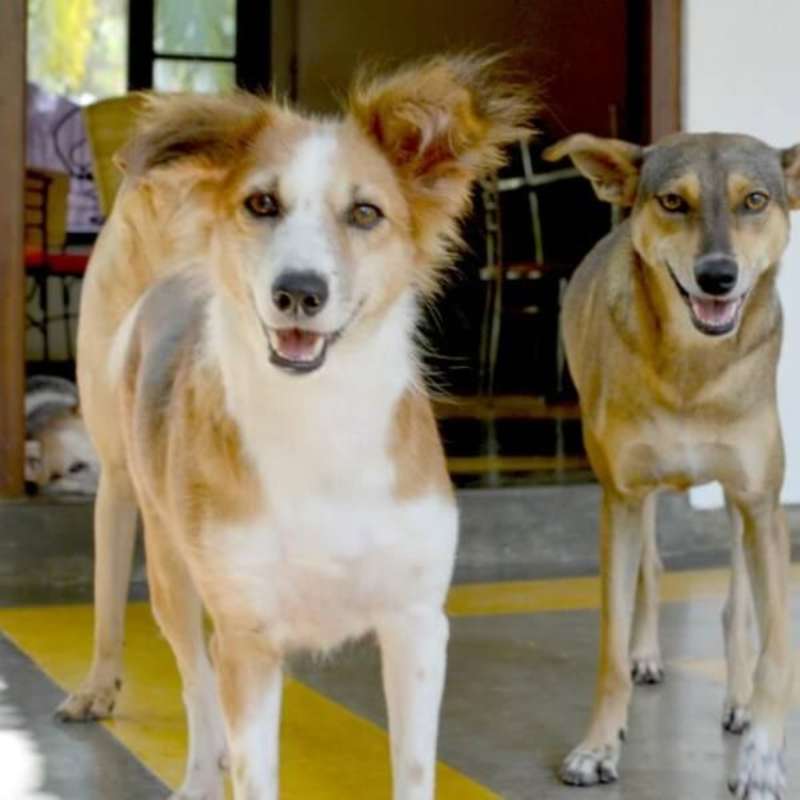 GoEco Sri Lanka - Dog Care and Veterinary Assistance