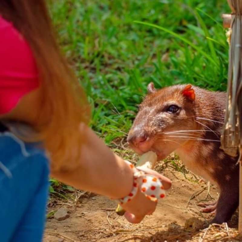 Wildlife conservation volunteers feeding a deer in Peru with GoEco