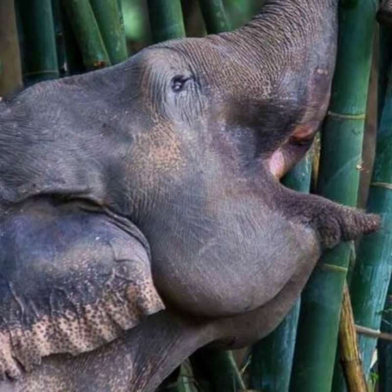 GoEco - Elephant Forest Refuge