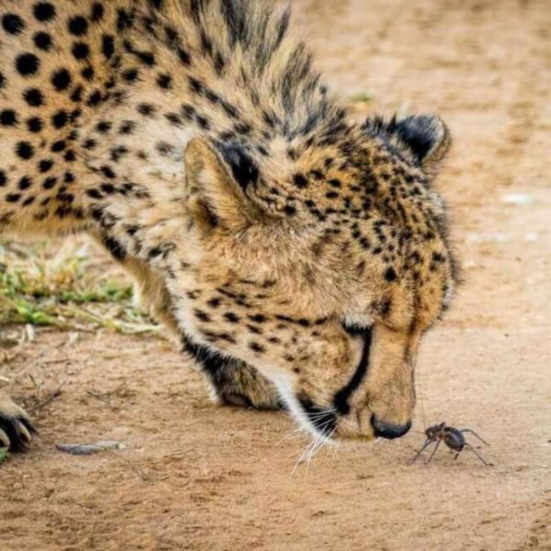 GoEco - 50+ VolunTour - Big 5 Conservation & Kruger Safari