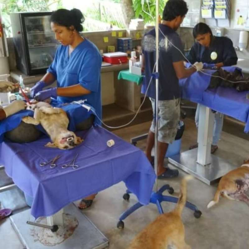 GoEco Sri Lanka - Dog Care and Veterinary Assistance