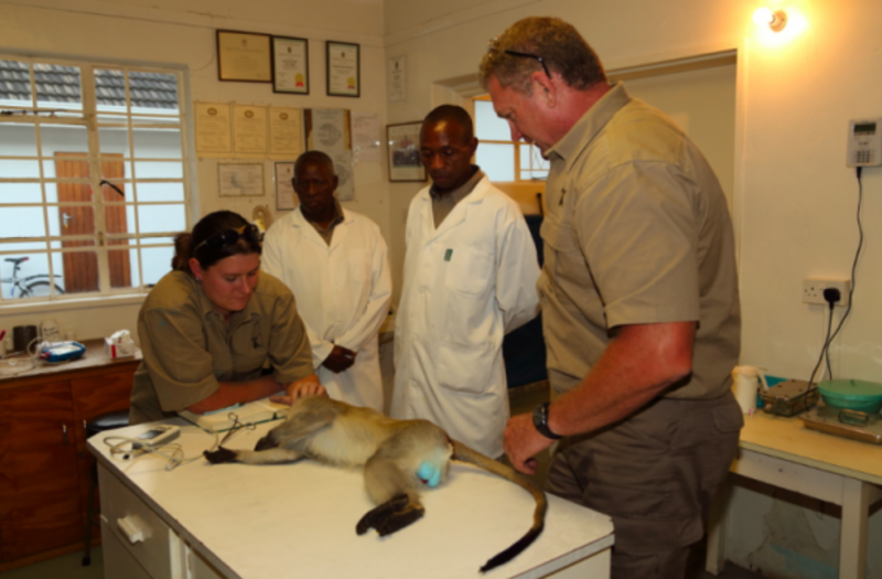 Treating animal Bulawayo Wildlife Rescue Sanctuary in Zimbabwe