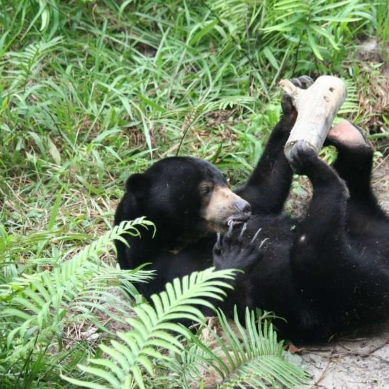 The Great Orangutan Project