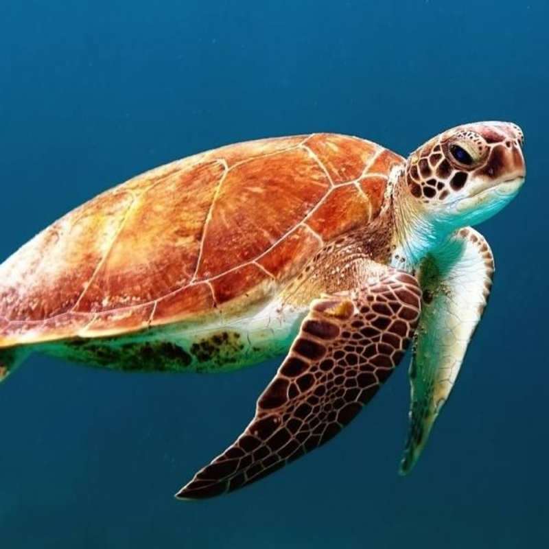 Volunteer in Marine Conservation