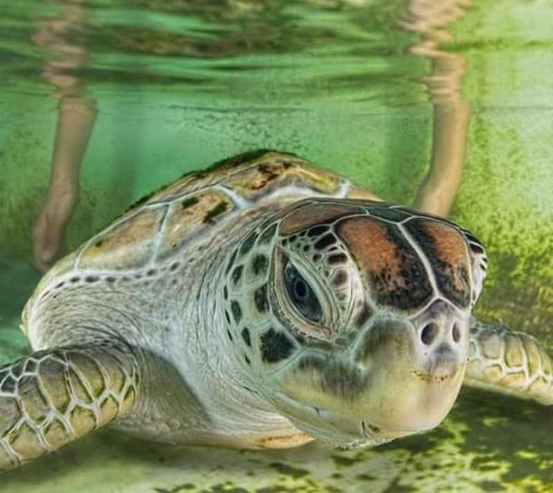 Volunteer in Sea Turtle Conservation