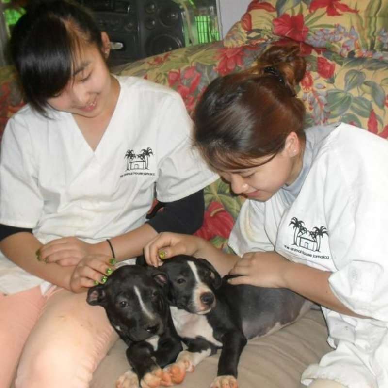 volunteers with young dogs