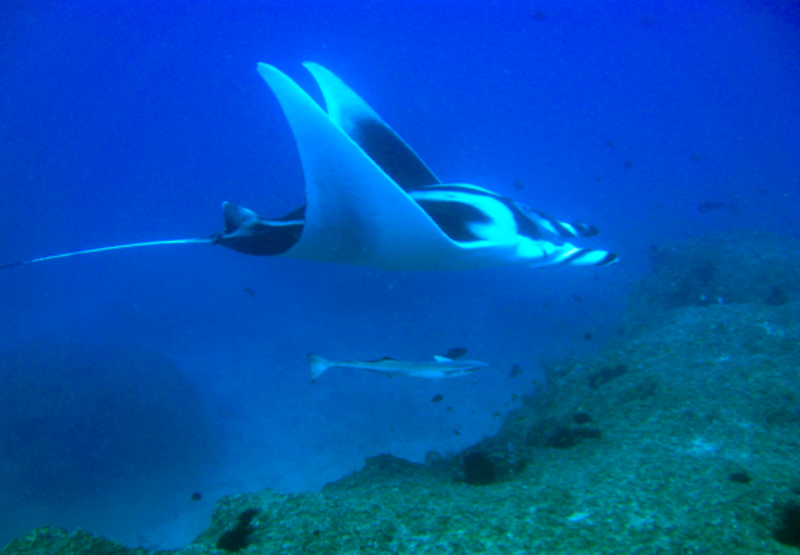 sting ray