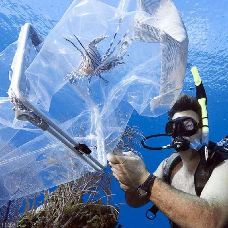 Volunteer in Marine Conservation