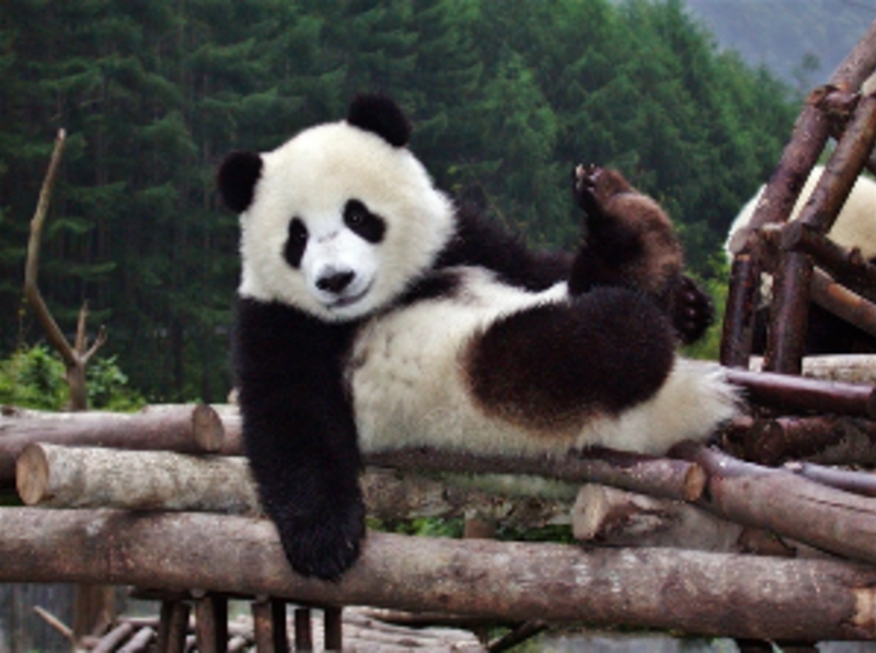 Giant Panda Center in Chengdu, China — photo 1