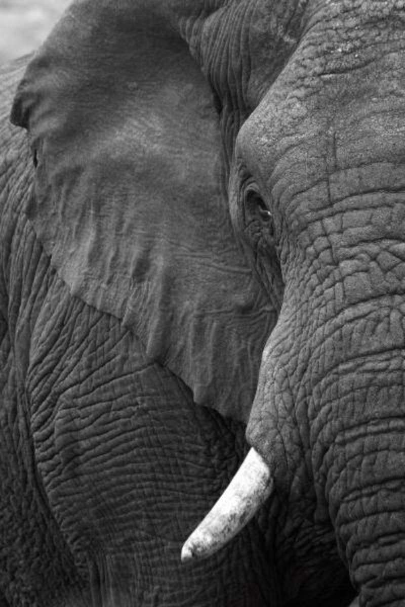South Africa - Wildlife Photography and Conservation — photo 9