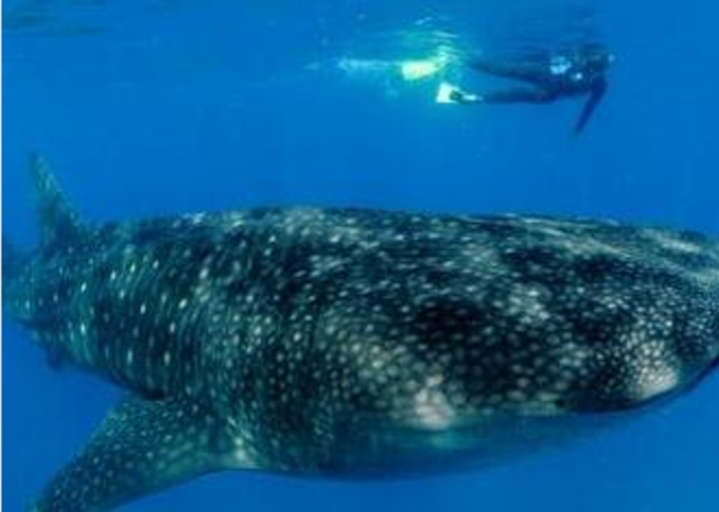 Diver swimming with the whale