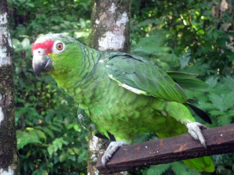 Travel For Teens: Costa Rica Adventure and Service — photo 2