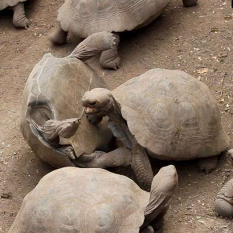 Giant Tortoise Breeding Center Volunteer in Galapagos — photo 7